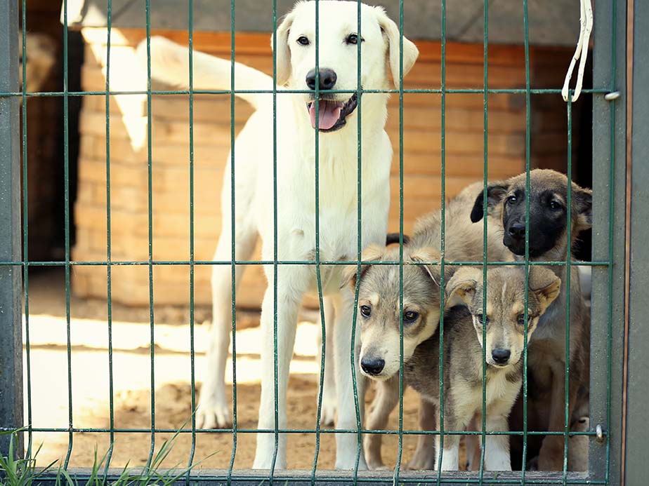 Dogs inside a kennel